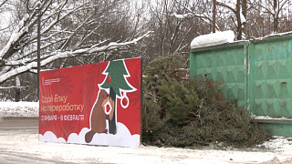 Сдал ёлку – помог природе. В округе идёт ежегодная экологическая акция