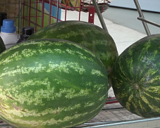Со вкусом лета. В городском округе Пушкинский стартовал сезон продажи арбузов