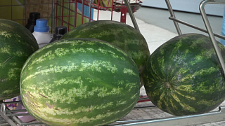 Со вкусом лета. В городском округе Пушкинский стартовал сезон продажи арбузов