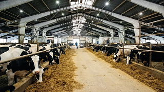 Предприятие «Зеленоградское» Городского округа Пушкинский Московской области произвело около 11,5 тыс. тонн молока.