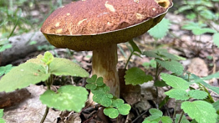 Сезон грибов! Как найти съедобные и что нужно знать