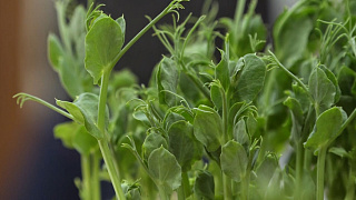 Польза для здоровья. Всё о выращивании микрозелени