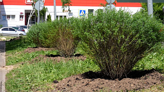 Десять молодых ивовых деревьев украсили собой одну из улиц микрорайона Инессы Арманд